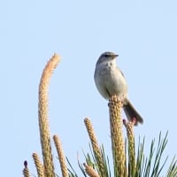 04/24探鳥記録写真：はまゆう公園の鳥たち（ウグイス,ガビチョウ、カワラヒワ、）