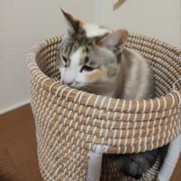 トラップ