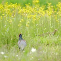 ここにキジ、あそこにキジ、向こうにもキジ