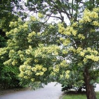 季節の花「モリシマアカシア」