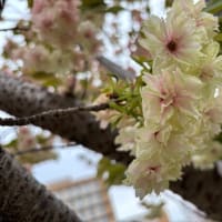 たんぽぽの会お花見