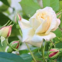 4/4/25　【今朝のバラ】　今季一番最初のセリーヌフォレステールが咲きました