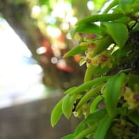 カシノキランの花
