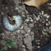 コガネムシの幼虫