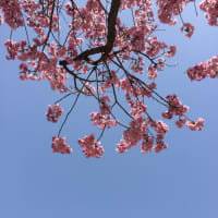 またまた 桜