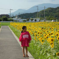 ひまわり