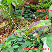 ニオイハンゲの仏炎苞 ＆ 山野草の苗の話