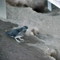 海鳥のサンクチュアリ　天売島と森林浴を楽しむメルヘンの焼尻島　２４回目　天売島