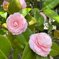 サビ終は突然に。