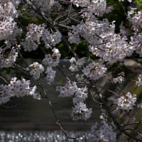 山科の桜