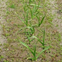家庭菜園 2025 （２） ニンニク 