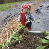 京都の山里　久多での「北山友禅菊」の苗植え作業。7月下旬の開花を楽しみに…