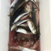 １号、2号船ウタセマダイで貸切　午後便１号船マアジ、２号船ウタセマダイです。