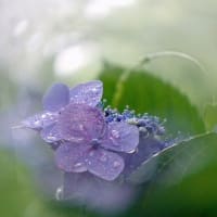各地で梅雨入りしましたね