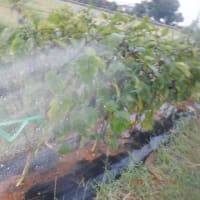 　猛暑日　収獲5種類　草刈り続き　モクレン今年も