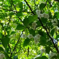 ググったら、エゴの木の花。ググっても見つけられないことが…