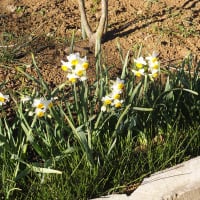 大晦日の花々