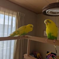 サーモンフライの晩御飯