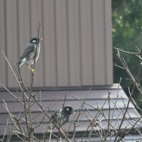 身近の野鳥撮りに挑戦