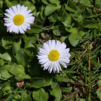 北海道の春から初夏の花、デイジー1-3