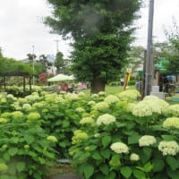 水戸のあじさいまつり
