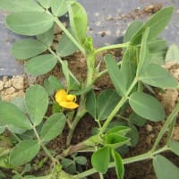 落花生畝の草取り