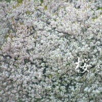 新宿御苑で八重桜を撮る会