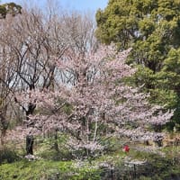 昭和記念公園、修善寺寒桜満開