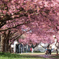 2025/3/15（木） 9時頃 の #河津桜トンネル （ 千葉県 #佐倉市 #西志津スポーツ等多目的広場 #西志津河津桜まつり #河津桜 ）