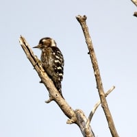 05/19探鳥記録写真：はまゆう公園の鳥たち（コゲラ、ホオジロ、カワラヒワ、トビの飛翔、）