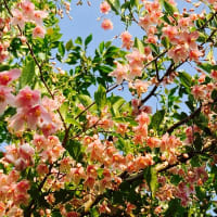 ウツギの花