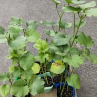オクラの苗を買う。