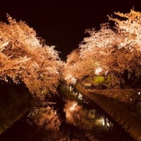 お花追っかけ～～・・・＠五条川　夜桜