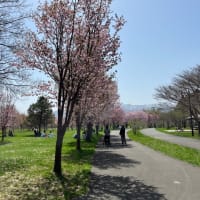 桜🌸　前田森林公園