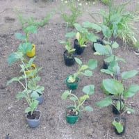 夏野菜を植えました