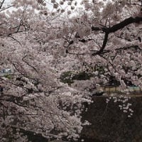夙川公園の桜をめでる