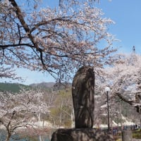 荘川桜