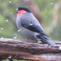 凡のひとりごと　　山小屋ライフ　野鳥