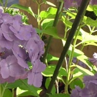 我が家の紫陽花が満開 2021-6