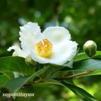「県立相模原公園」の「水無月園」で白い花の「ナツツバキ」と一会！！