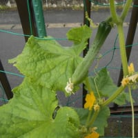 入梅前のミニ菜園