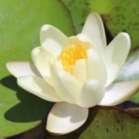 堀に咲く睡蓮