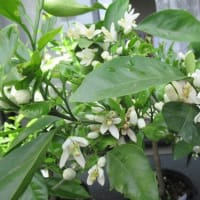 みかんの花