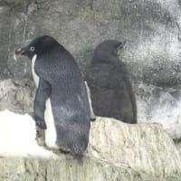 何ペンギンのヒナ？　５