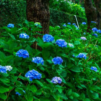 長崎・神の島公園のアジサイ　2025/6/11
