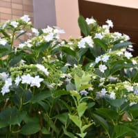 散歩道谷端川緑地　大輪のアマリリスが咲く　　　38