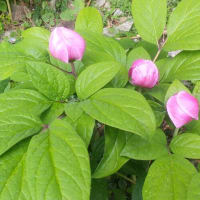 令和7年6月8日・山を彩る花