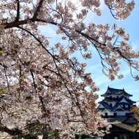 琵琶湖の桜めぐり、長浜城、彦根城の桜