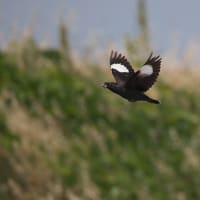 ハッカチョウ①