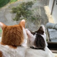 求めなければ、与えられない😅